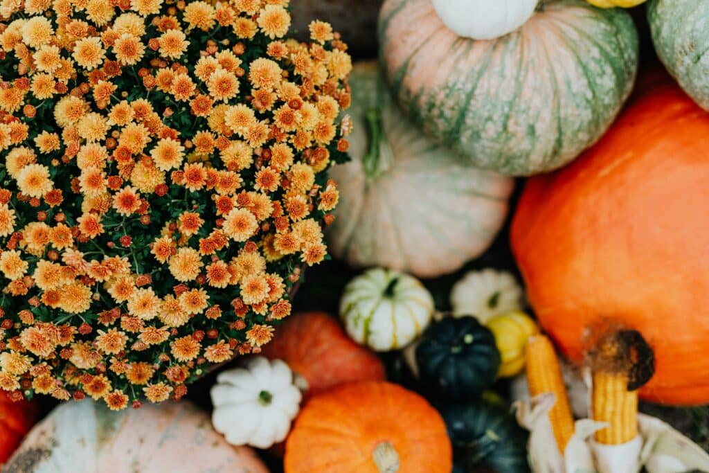 Burst of autumn colors with assorted pumpkins and chrysanthemums. Perfect for seasonal decor.